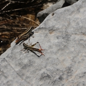 Macrotona australis at Cooleman, NSW - 7 Feb 2021