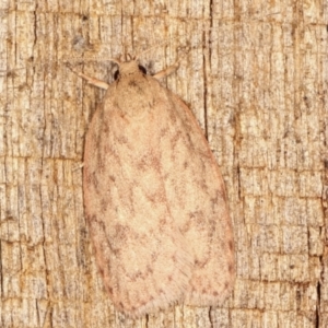 Garrha repandula at Melba, ACT - 12 Feb 2021