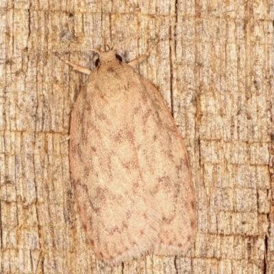 Garrha repandula (a Concealer Moth) at Melba, ACT - 11 Feb 2021 by kasiaaus