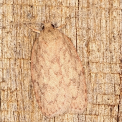 Garrha repandula (a Concealer Moth) at Melba, ACT - 12 Feb 2021 by kasiaaus