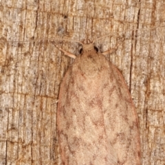 Garrha repandula at Melba, ACT - 12 Feb 2021 01:01 AM