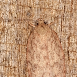 Garrha repandula at Melba, ACT - 12 Feb 2021