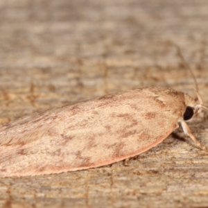 Garrha repandula at Melba, ACT - 12 Feb 2021