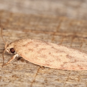 Garrha repandula at Melba, ACT - 12 Feb 2021 01:01 AM