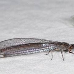 Myrmeleon acer (Myrmeleon Antlion Lacewing) at Melba, ACT - 12 Feb 2021 by kasiaaus