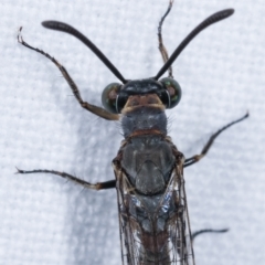 Myrmeleon acer at Melba, ACT - 12 Feb 2021 01:05 AM