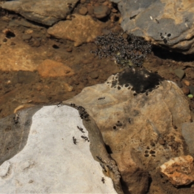 Formicidae (family) (Unidentified ant) at Cooleman, NSW - 6 Feb 2021 by alex_watt