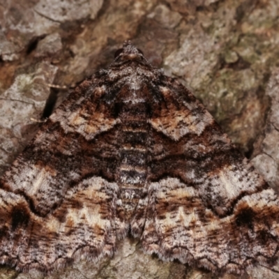 Gastrina cristaria (Wave-lined Geometrid) at Melba, ACT - 11 Feb 2021 by kasiaaus