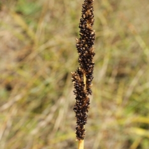 Carex sp. at Cooleman, NSW - 7 Feb 2021 02:15 AM