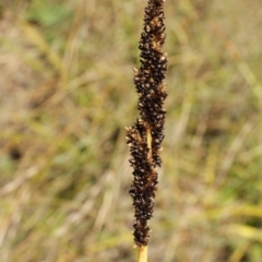 Carex sp. (A sedge) at Kosciuszko National Park - 6 Feb 2021 by alex_watt