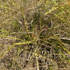 Carex sp. at Cooleman, NSW - 7 Feb 2021 02:15 AM