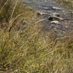 Carex sp. at Cooleman, NSW - 7 Feb 2021 02:15 AM