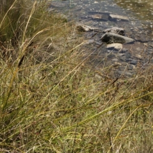 Carex sp. at Cooleman, NSW - 7 Feb 2021 02:15 AM