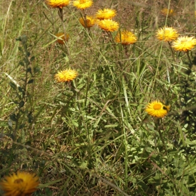 Xerochrysum subundulatum (Alpine Everlasting) at Kosciuszko National Park - 6 Feb 2021 by alex_watt