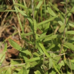 Xerochrysum subundulatum at Bimberi, NSW - 7 Feb 2021