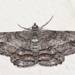 Cleora displicata (A Cleora Bark Moth) at Melba, ACT - 12 Feb 2021 by kasiaaus