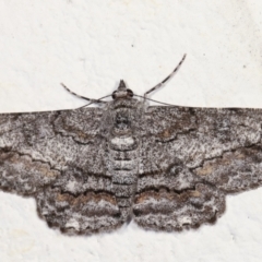 Cleora displicata (A Cleora Bark Moth (Boarmiini) at Melba, ACT - 12 Feb 2021 by kasiaaus
