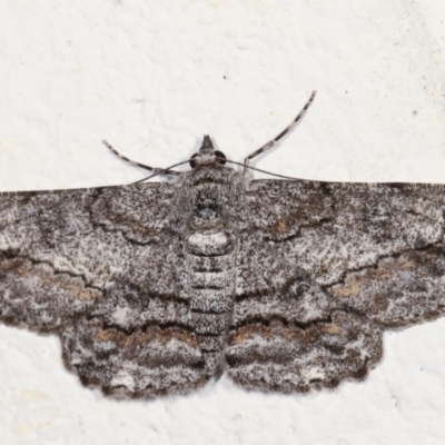 Cleora displicata (A Cleora Bark Moth (Boarmiini) at Melba, ACT - 12 Feb 2021 by kasiaaus