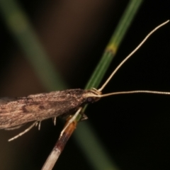 Lecithocera undescribed species nr terrigena at Melba, ACT - 12 Feb 2021 by kasiaaus