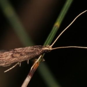 Lecithocera undescribed species nr terrigena at Melba, ACT - 12 Feb 2021 10:29 PM