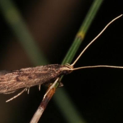 Lecithocera undescribed species nr terrigena at Melba, ACT - 12 Feb 2021 by kasiaaus