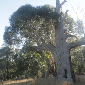 Eucalyptus pauciflora subsp. pauciflora at Cooleman, NSW - 7 Feb 2021