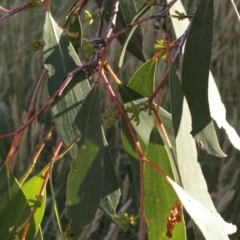 Eucalyptus pauciflora subsp. pauciflora at Cooleman, NSW - 7 Feb 2021