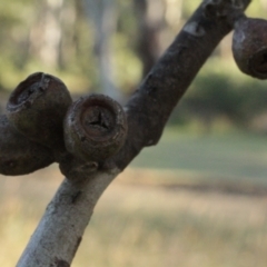 Eucalyptus pauciflora subsp. pauciflora at Cooleman, NSW - 7 Feb 2021