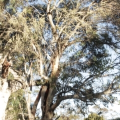 Eucalyptus pauciflora subsp. pauciflora at Cooleman, NSW - 7 Feb 2021