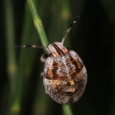 Pentatomoidea (superfamily) (Unidentified Shield or Stink bug) at Melba, ACT - 12 Feb 2021 by kasiaaus