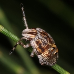 Pentatomoidea (superfamily) at Melba, ACT - 12 Feb 2021