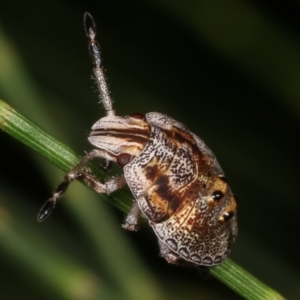 Pentatomoidea (superfamily) at Melba, ACT - 12 Feb 2021