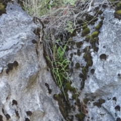 Asplenium trichomanes (Common Spleenwort) at Bimberi, NSW - 7 Feb 2021 by alexwatt