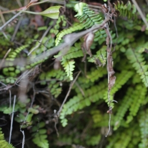 Asplenium trichomanes at Bimberi, NSW - suppressed