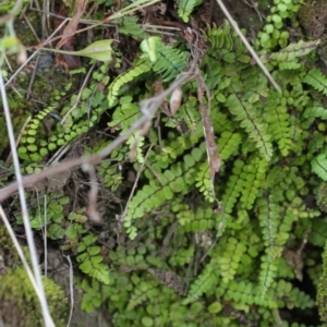 Asplenium trichomanes at Bimberi, NSW - suppressed