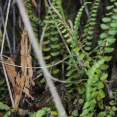 Asplenium trichomanes at Bimberi, NSW - 7 Feb 2021