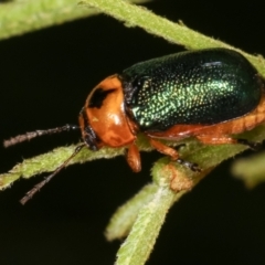 Aporocera (Aporocera) consors (A leaf beetle) at Melba, ACT - 12 Feb 2021 by kasiaaus