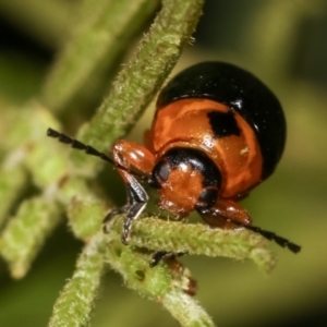 Aporocera (Aporocera) consors at Melba, ACT - 12 Feb 2021