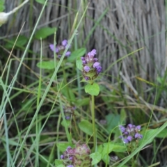 Prunella vulgaris (Self-heal, Heal All) at Bimberi, NSW - 7 Feb 2021 by alexwatt