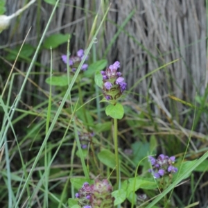 Prunella vulgaris at Bimberi, NSW - 7 Feb 2021