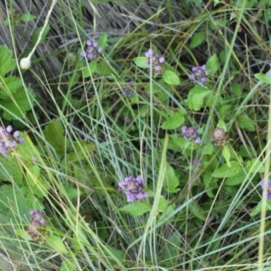 Prunella vulgaris at Bimberi, NSW - 7 Feb 2021