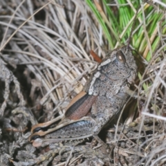 Percassa rugifrons (Mountain Grasshopper) at Kosciuszko National Park - 7 Feb 2021 by Harrisi