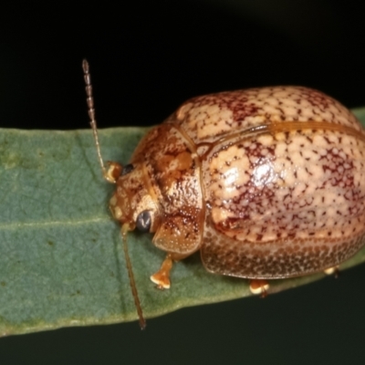 Paropsis sp. (genus) (A leaf beetle) at Melba, ACT - 12 Feb 2021 by kasiaaus