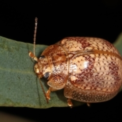 Paropsisterna laesa species complex at Melba, ACT - 12 Feb 2021