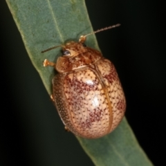 Paropsisterna laesa species complex at Melba, ACT - 12 Feb 2021 10:46 PM