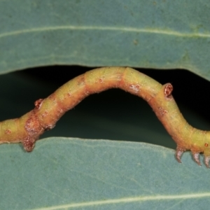 Circopetes obtusata at Melba, ACT - 12 Feb 2021