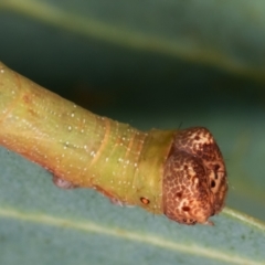 Circopetes obtusata at Melba, ACT - 12 Feb 2021