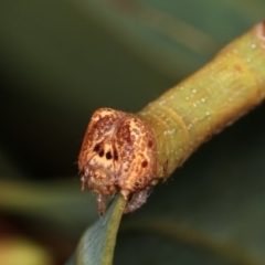 Circopetes obtusata at Melba, ACT - 12 Feb 2021