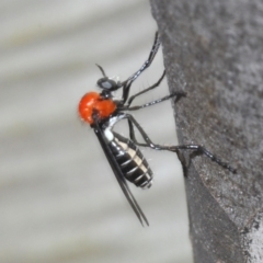 Cabasa pulchella (Robber fly) at Kosciuszko National Park, NSW - 7 Feb 2021 by Harrisi