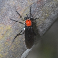 Cabasa pulchella at Kosciuszko National Park, NSW - 7 Feb 2021